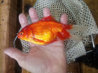 #ad 5 Inch Free Baby Live Oranda Goldfish Red And White Gorgeous Color. $54.99