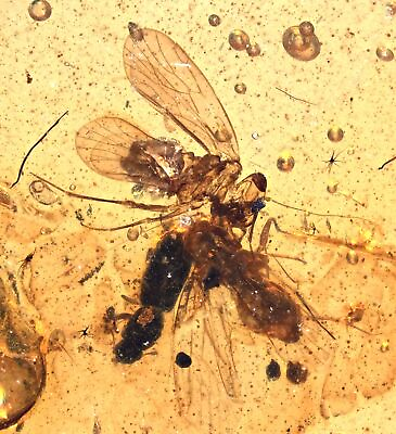 #ad Varied menagerie of insects Fossil inclusion in Burmese Amber $65.00