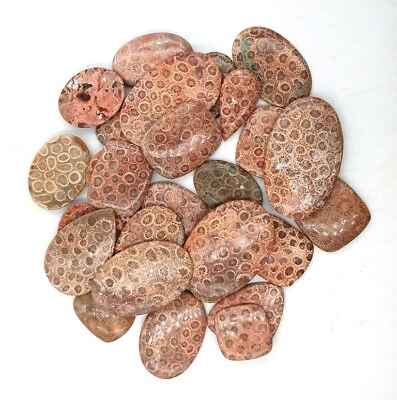 #ad Fossil coral stone Wholesale Fossil coral Cabochon Fossil coral Cabs Lot 72001 $6.83