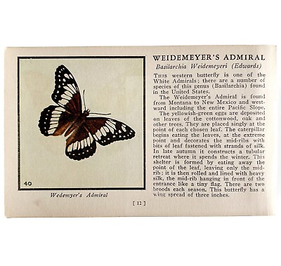#ad Weidemeyers Admiral Butterfly 1934 Butterflies Of America Insect Art PCBG14B $7.00