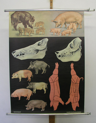#ad Pretty Mural Jkq Wildschein Wild Pig Boar Sus 32 5 16x44 1 2in Vintage Animals $154.49