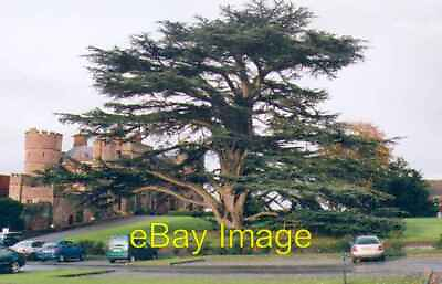 #ad Photo 6x4 Rowton Castle Cedar Eyton SJ3713 This massive specimen stands c2005 GBP 2.00