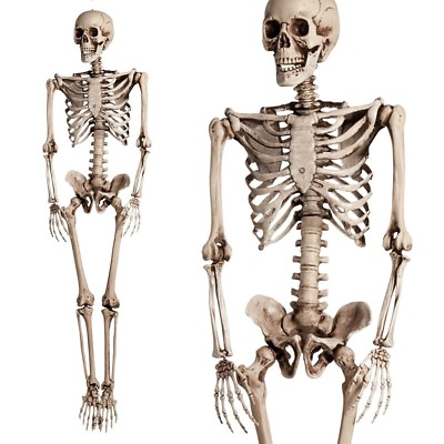 #ad 5.6ft Halloween Human Poseable Skull Skeleton Full Life Size Props Party Decor $47.99