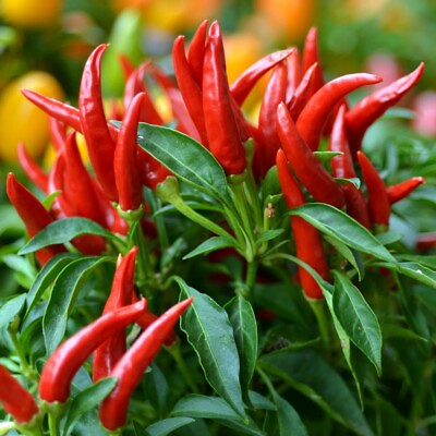 #ad #ad 20x Thai Chili Super Hot Non GMO Organic Hot Pepper Seeds FREE SHIP $1.79