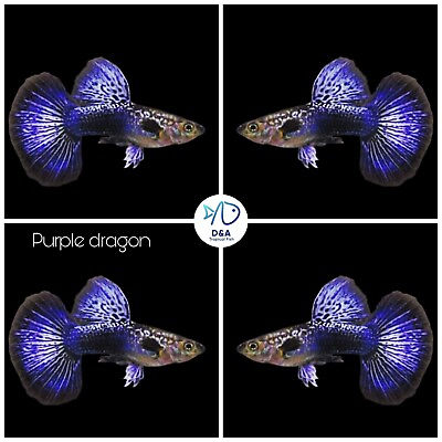 #ad 1 Trio Live Aquarium Guppy Fish High Quality Purple Dragon HM USA SELLER $35.95