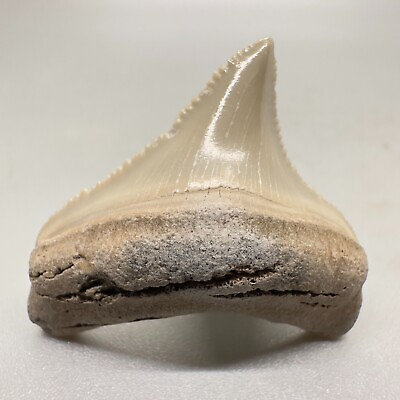 #ad Beautiful posterior 1.22quot; Fossil CHUBUTENSIS Shark Tooth Miocene Aurora NC $49.00