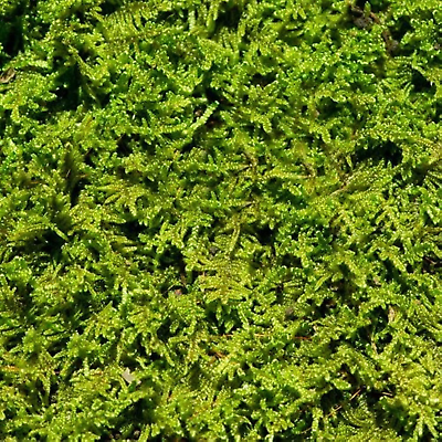 #ad Living Moss Fresh Sheet Moss Perfect for Terrariums and Bonsai by Live Arri $30.64