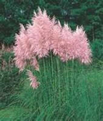 #ad Pampas Grass Pink 100 Seeds BOGO 50% off SALE $3.79