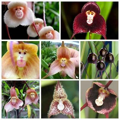 #ad 50pcs Monkey Face Orchid Flower Seeds mix Plant Bonsai Home Garden. #2144 $4.99