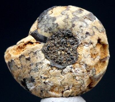 #ad RARE AMMONITE CRASPEDITES Marble Fossil Cretaceous Cephalopod Specimen RUSSIA $7.19