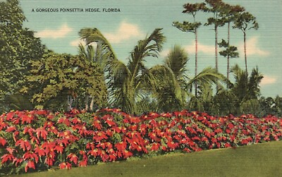 #ad Postcard FL A Gorgeous Poinsettia Hedge Florida Linen Vintage PC e3365 $2.00