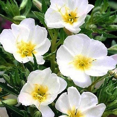 #ad Evening Primrose White 200 Seeds BOGO 50% off SALE $3.79