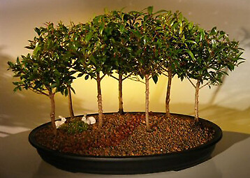#ad 7 Flowering Brush Cherry Bonsai Tree Forest Group Eugenia Myrtifolia 8quot;H Indoor $275.95