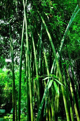 #ad 50 Green Bamboo Seeds $4.39