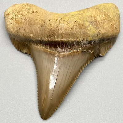 #ad GORGEOUS 2.64quot; Fossil AURICULATUS Shark Tooth W. Sahara $129.00