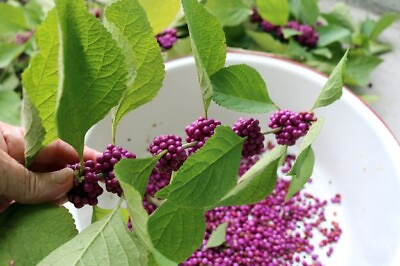 #ad 200 American Beautyberry Seeds Edible Free Shipping $2.99