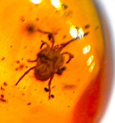#ad Velvet mite in amber from the Dominican Republic fossil $250.00