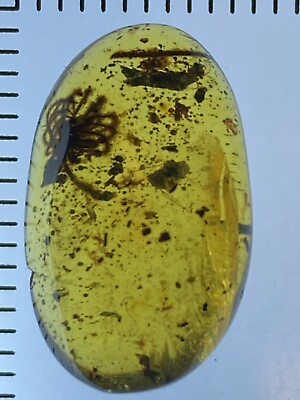 #ad Beautiful Flower Electrophycus 🌹 Unique Fossil Genuine Burmite Amber 98myo $660.00