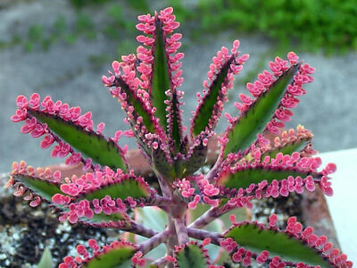 #ad Kalanchoe #x27;Pink Butterflies#x27; Pink Mother of Thousands Rooted Succulent Plant $6.99