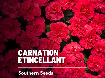 #ad Carnation Etincellant 100 Seeds Flower Container Garden Cut Flower Ea $1.95