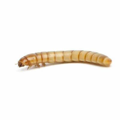 #ad #ad Live Mealworms Tenebrio Molitor free shipping and live delivery guarantee $10.75