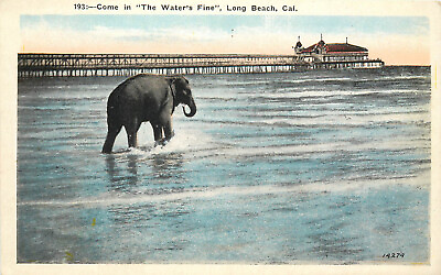 #ad Vintage Postcard Elephant Walking in the Surf Long Beach CA $12.99