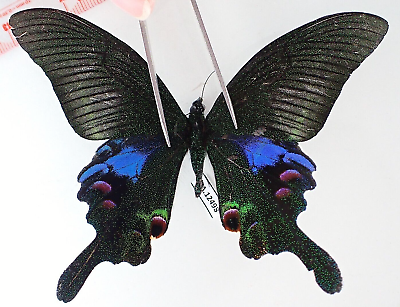 #ad PA12498. Unmounted butterflies: Papilio sp. Vietnam. Lai Chau $2.25