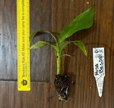 #ad Hardy Banana Musa basjoo 1 TC Plant Plug Tree 3 6 inches Edible $9.99