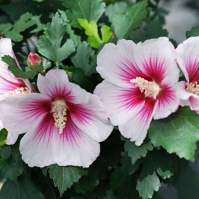 #ad PARAPLU PINK INK® Hibiscus Rose of Sharon Proven Winners 4quot; pot $16.99