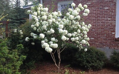 #ad Chinese Snowball 40 seeds {Viburnum ichangense} Fast Growing Free Shipping $3.99