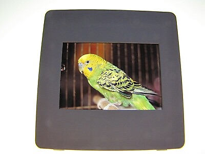 #ad Vintage 1974 Color Slide Film Photograph Pet Parakeet Bird $14.87
