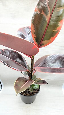 #ad Ficus Elastica Tineke Ruby Ficus pink Belize live houseplant in 4quot; Pot $14.99