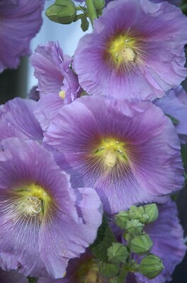 #ad 25 Purple Yellow Hollyhock Seeds Perennial Giant Flower Garden Seed Flowers 33 $4.63