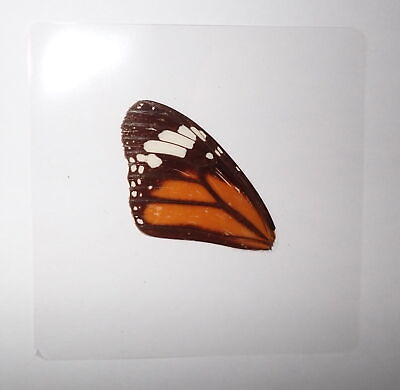 #ad Laminated Common Tiger Butterfly 1 4 Wing 75 mm Sheet Learning Specimen $12.00