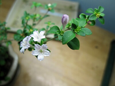 #ad Cherry Blossom Serissa Tree 2.5quot; Pot House Plant Fairy Garden Plant Bonsai $9.99