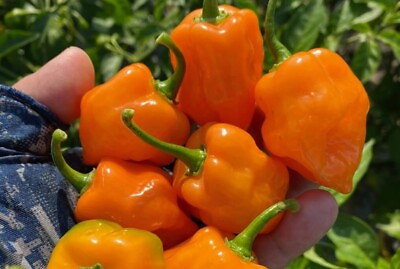 #ad 20x Habanero Super Hot Non GMO Organic Hot Pepper Seeds FREE SHIP $1.49