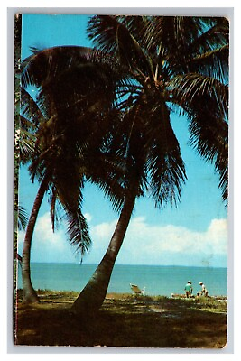 #ad Postcard Grove City Florida Coconut Palm Trees $3.95