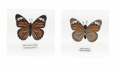 #ad Laminated Common Tiger Butterfly Specimen in 110 mm Clear Square Plastic Sheet $12.00