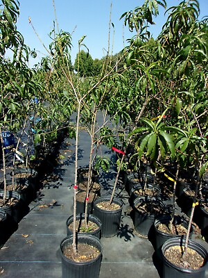 #ad GOLD PRINCE PEACH 4 6 FT TREE PLANT SWEET JUICY PEACHES FRUIT TREES PLANTS $99.95