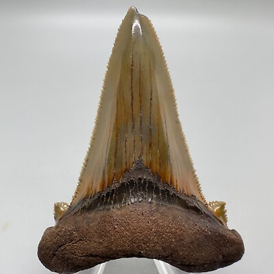 #ad Beautiful sharply serrated 2.45quot; Fossil AURICULATUS Shark Tooth NC $149.00