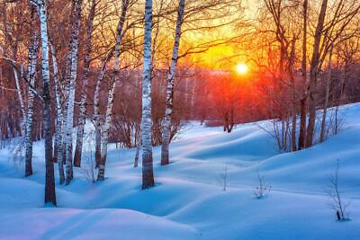 #ad Snowy Birch Tree Forest Colorful Winter Sunset Photo Poster 24x36 inch $14.98