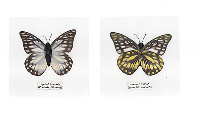 #ad Laminated Spotted Sawtooth Prioneris thestylis Butterfly in 110x110 mm Sheet $12.00