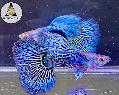 #ad 1 Trio Blue Dragon Indo Live Guppy Fish Grade A High Quality VIP $44.95
