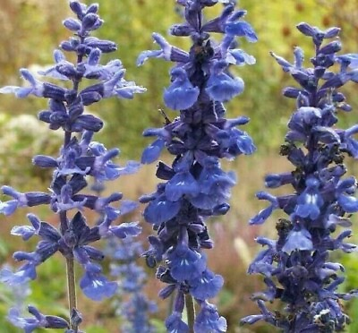 #ad BLUE SAGE FLOWER SEEDS 200 SALVIA FARNICEA garden ORNAMENTAL FREE SHIPPING $2.10