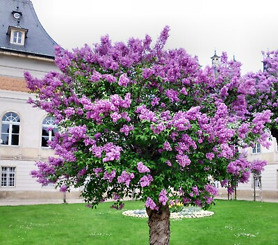 #ad Persian Lilac {Melia azedarach}Sacred Tree Fast Grow 10 Seeds Free US Ship $3.99