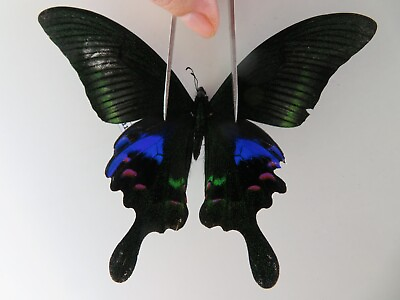 #ad PA10115. Unmounted butterflies: Papilio sp. Vietnam. Lai Chau $1.50