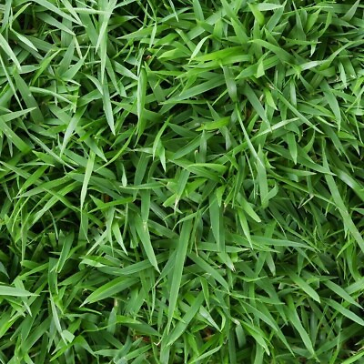 #ad Empire Zoysia grass fresh seeds 10 lb $600.00