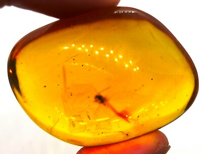 #ad 24 gram Amber with flying insect fossil Dominican Republic fossil genuine $80.00
