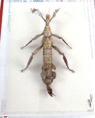 #ad Vintage Entomology Real Mounted Insect Stick Bug Extatosoma Horridus Popa 1993 $199.85