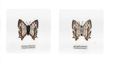 #ad Laminated Common Mapwing Butterfly Specimen in 110 mm Clear Square Plastic Sheet $12.00